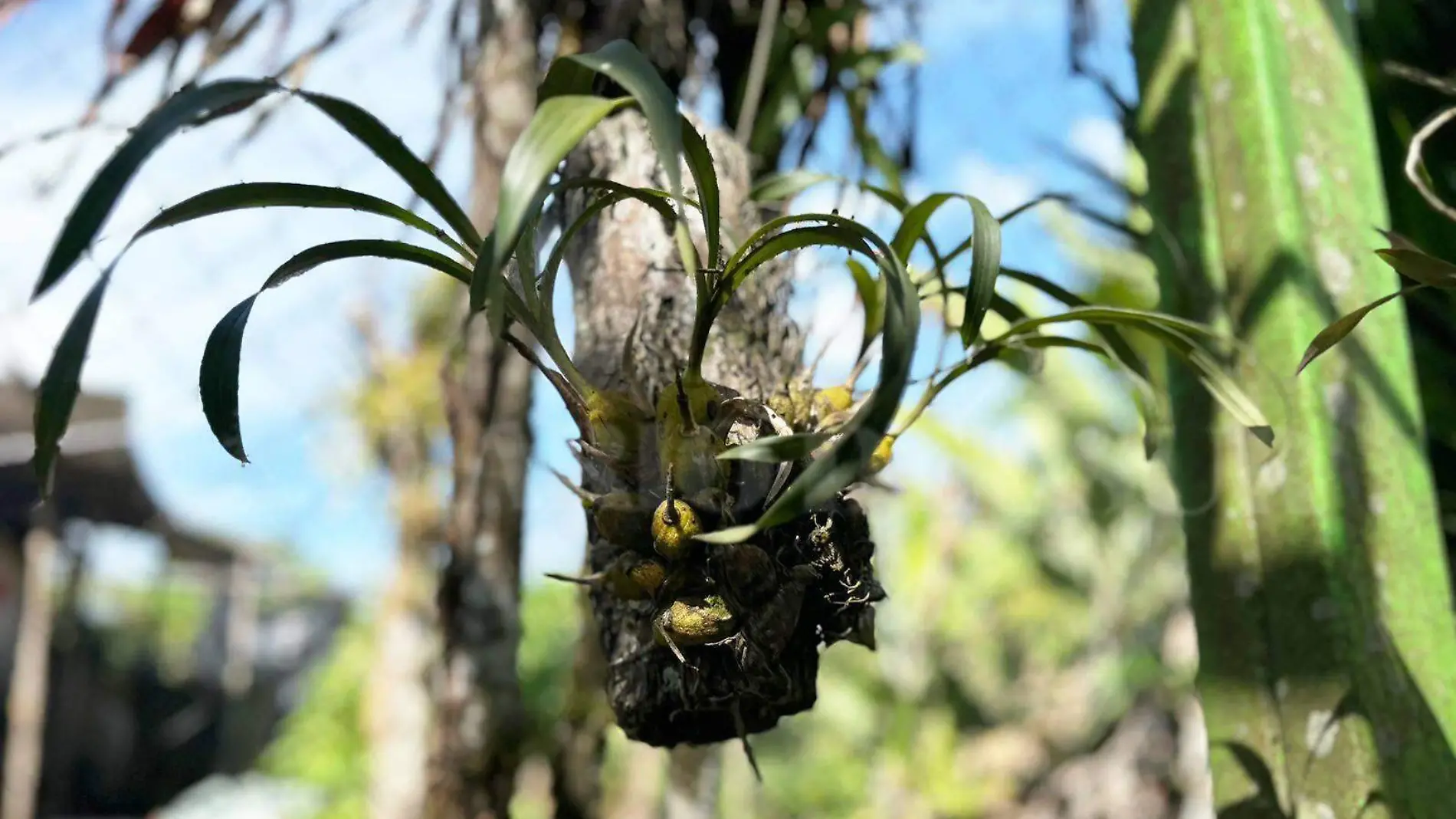 planta de orquideas